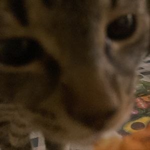 Meet your Posher, Koopa